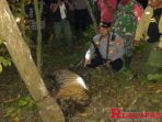 Lagi! Petugas Temukan Satu Harimau Sumatera Mati Kenak Jeratan Babi