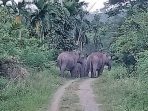 Seorang Warga Di Aceh Meninggal Diinjak Kawanan Gajah Liar