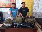 Dua Warga Aceh Tamiang Ditangkap Bawa Ganja