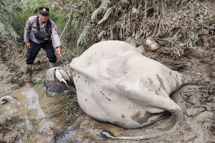 Gajah Jinak di Aceh Timur Kembali Mati
