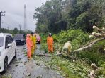 Pohon Tumbang Di Aceh Barat, Arus Lalulintas Dialihkan