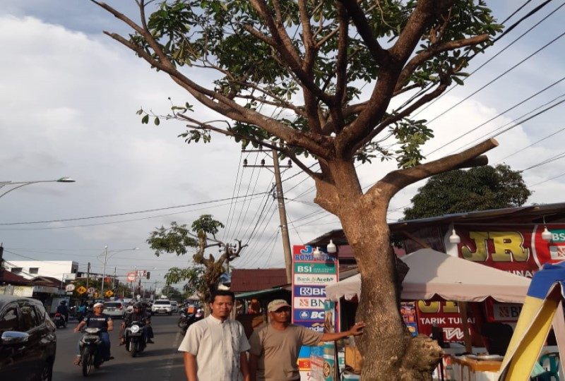 Dianggap Abai Terhadap Perawatan Pohon di Sejumlah Ruas Jalan Meulaboh, Ketua BIC Minta Pemerintah Ambil Tindakan