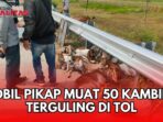 Mobil Pikap Muat 50 Kambing Terguling di Tol