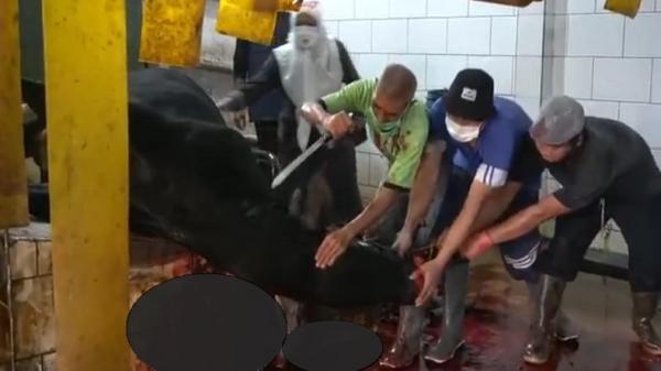 Doa Menyembelih Hewan Kurban