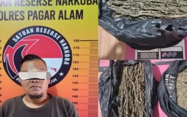 Polisi Bekuk Pengedar Ganja Asal Lahat di Pagaralam