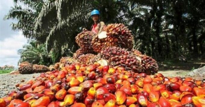 Harga Minyak Sawit Mentah di Provinsi Jambi Turun