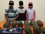 Polisi Bekuk Tiga Pengedar Ganja, Dua di Antaranya Suami Istri