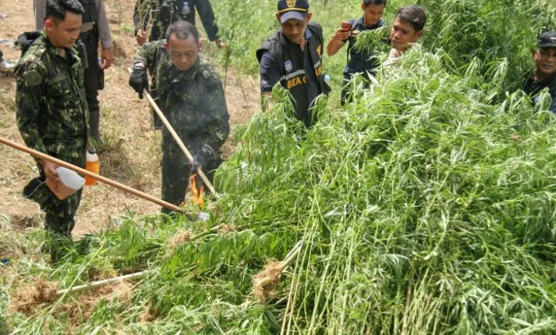 1,2 Hektare Ladang Ganja Siap Panen Dimusnahkan 1,2 Hektare Ladang Ganja Siap Panen Dimusnahkan