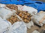 tumpukan-bahan-olah-karet-di-sumut_169 Harga Karet Terus Anjlok, Petani di Lahat Menjerit
