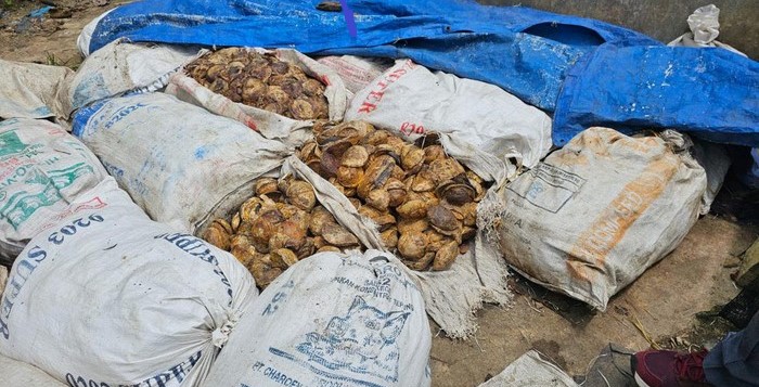 Harga Karet Terus Anjlok, Petani di Lahat Menjerit