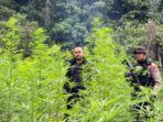 Satres Narkoba Polres Nagan Raya Temukan Empat Hektar Ladang Ganja Satres Narkoba Polres Nagan Raya Temukan Empat Hektar Ladang Ganja