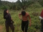 Tengah Kerja Di Lahan PT, Belasan Pekerja "Diserbu" Gerombolan Tawon
