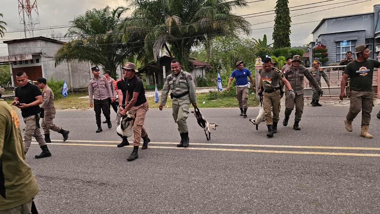 Pol PP Aceh Jaya, Jaring Puluhan Ternak Lepasliar Pemilik