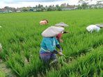 Pupuk Subsidi Petani Di Lebak Mencukupi Pupuk Subsidi Petani Di Lebak Mencukupi