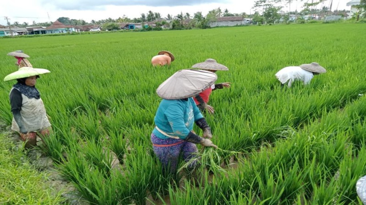 Pupuk Subsidi Petani Di Lebak Mencukupi Pupuk Subsidi Petani Di Lebak Mencukupi