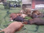 17 Sapi Milik Warga Di Aceh Jaya Mati Tersambar Petir