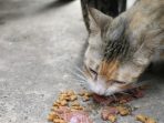 Diduga Konsumsi Daging Kucing, Seorang Pria Ditangkap Polisi