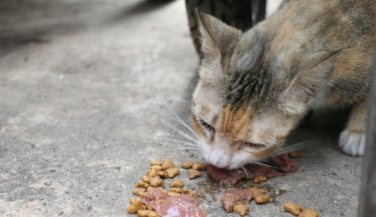 Diduga Konsumsi Daging Kucing, Seorang Pria Ditangkap Polisi