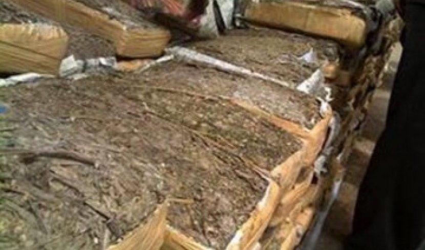 Polrestabes Medan Gagalkan Pengiriman 5,7 Kg Ganja Kering