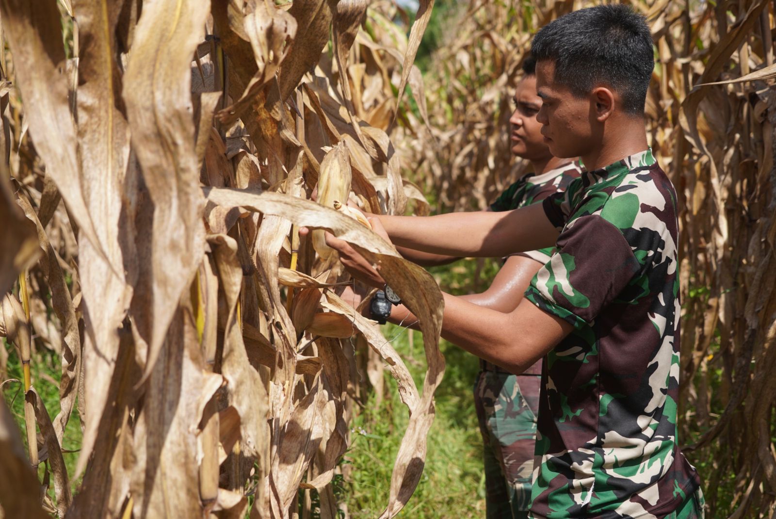 Korem 012/TU Dukung Swasembada Pangan Dengan Panen Jagung Korem 012/TU Dukung Swasembada Pangan Dengan Panen Jagung