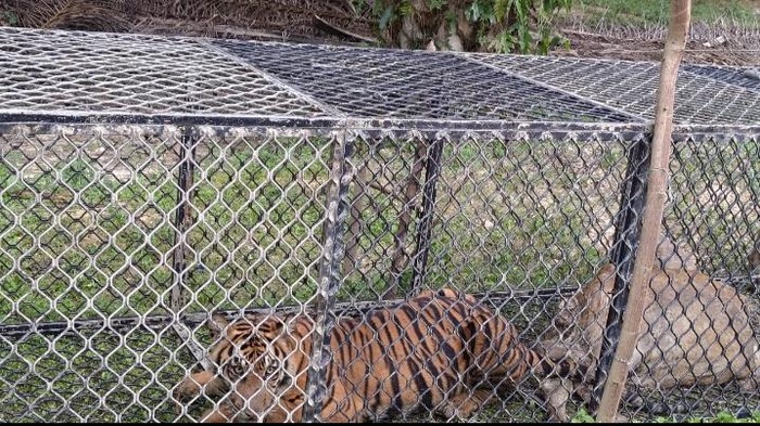 Seekor Harimau Yang Meneror Warga Aceh Timur Masuk Perangkap
