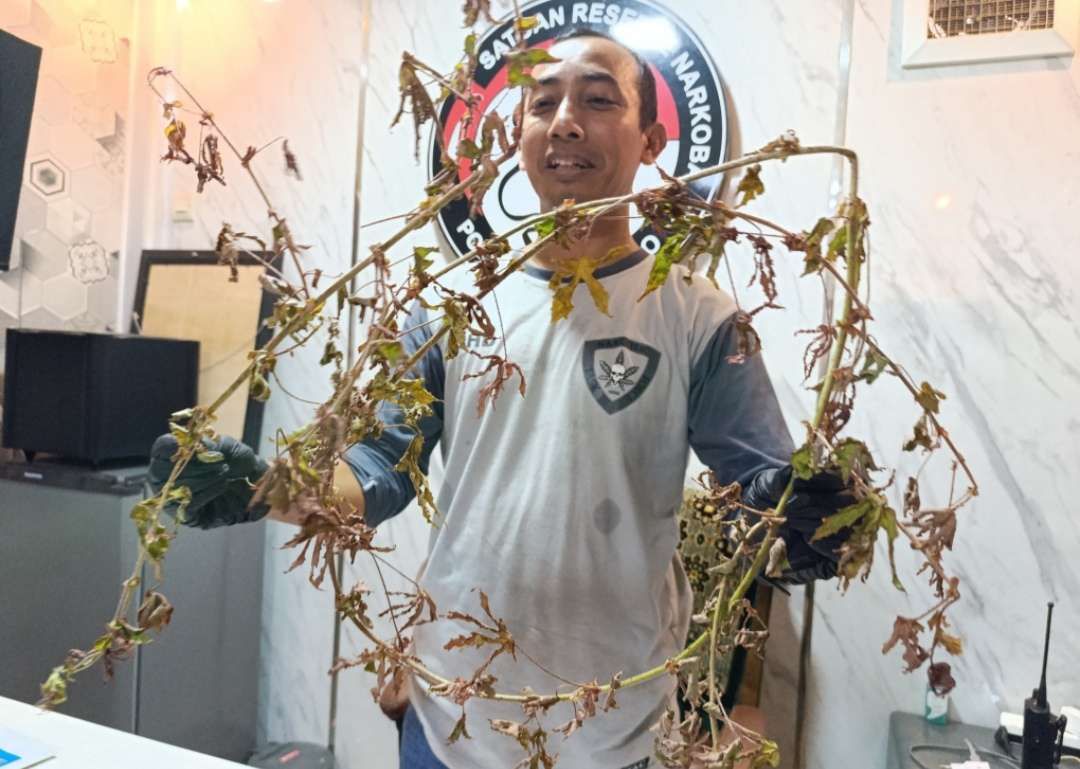 Satresnarkoba Polres Ponorogo Dapat Laporan Temuan Tanaman Mirip Ganja Satresnarkoba Polres Ponorogo Dapat Laporan Temuan Tanaman Mirip Ganja