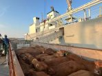 Komitmen Layanan Livestock Pelindo Kawal Ketahanan Pangan Nasional