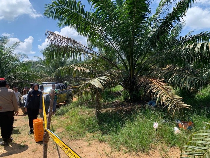 Diduga Dibunuh, Dua Wanita Ditemukan Tewas Di Bawah Pohon Sawit Solok Selatan Diduga Dibunuh, Dua Wanita Ditemukan Tewas Di Bawah Pohon Sawit Solok Selatan
