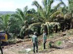 LAM Riau Desak Perambah Di TNTN Dipidana LAM Riau Desak Perambah Di TNTN Dipidana